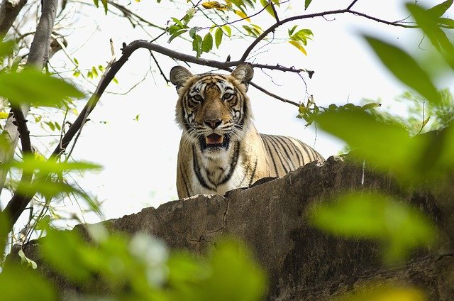 Golden Triangle and Ranthambore tour